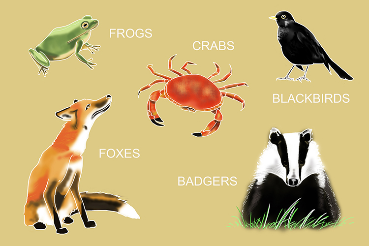 Examples of organisms on the third tropic level  these are usually some carnivores or omnivores